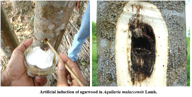 Artificial induction of Agarwood in Aquilaria malaccensis
