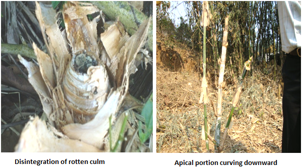 Bamboo Disease