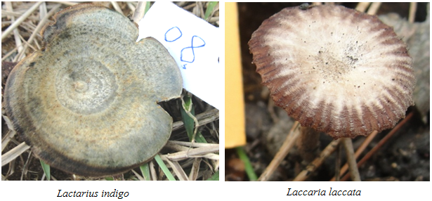 Fungi Species