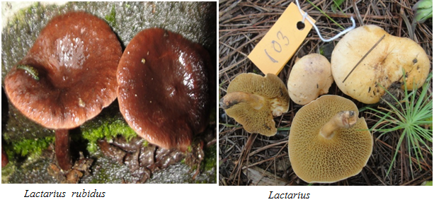 Fungi Research