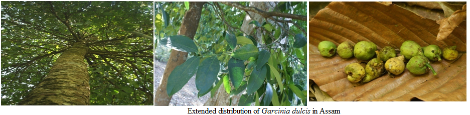 Garcinia Study