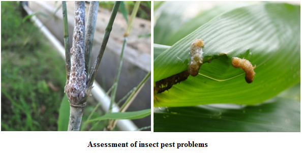 Bamboo Pests
