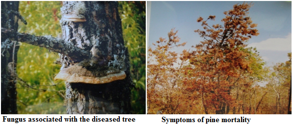 Khasi Pine