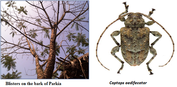 Parkia Mortality