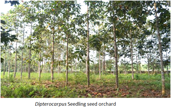 Dipterocarpus