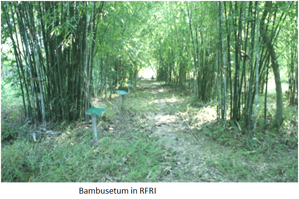 Bamboo Improvement