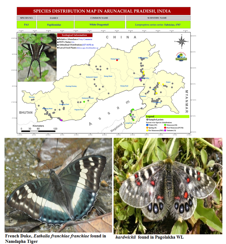Butterfly Study