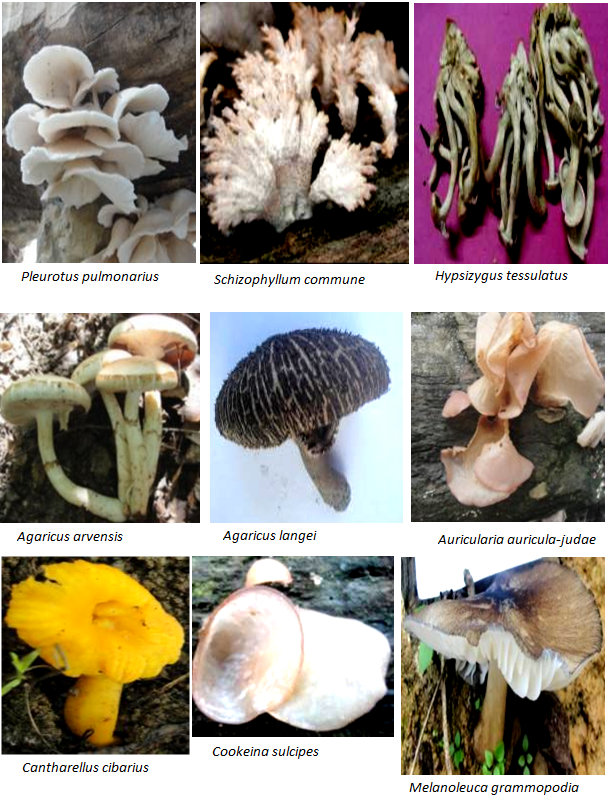 Mushroom Diversity